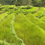 bangali village thalisain Uttarakhand jhungoru crop 1