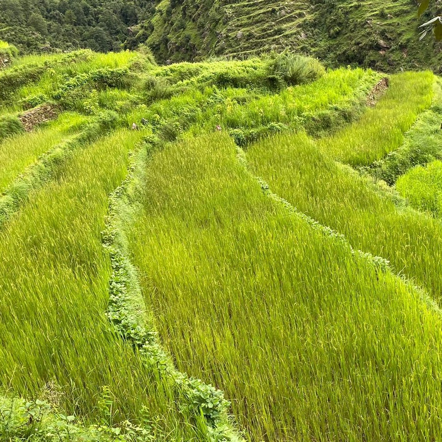 bangali village thalisain Uttarakhand jhungoru crop 1