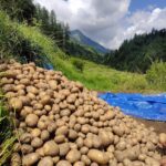 barot valley potato 1