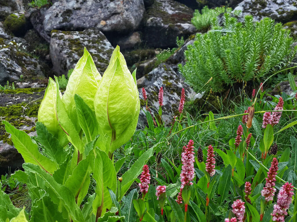 Brahma Kamal flowers in Hemkund Lake.