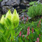 Brahma Kamal flowers in Hemkund Lake.