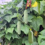 organic cucumber vine