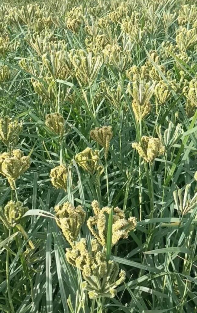 The Maduwa crop has started getting ready in the mountains