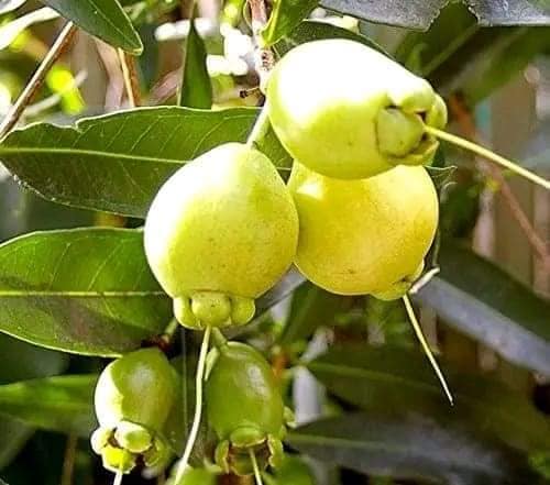 gulab jamun fruit