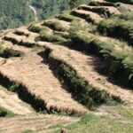 The work of removing stubble from the fields in the mountains has started.