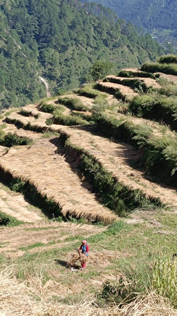 The work of removing stubble from the fields in the mountains has started.