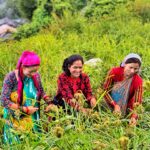 manduva crop uttarakhand